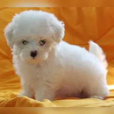 Maltese Puppies For Sale in Bangalore
