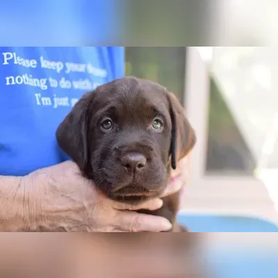 Labrador Female Puppy Champion Line