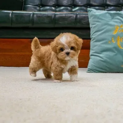 Toy Poodle Puppy White