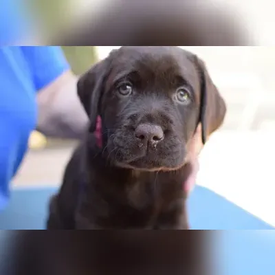 Healthy Labrador Puppy Male