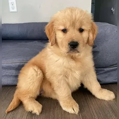 Golden Retriever Puppy Male Delhi
