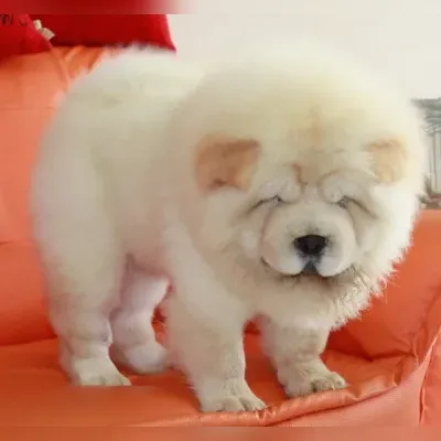 Chow chow