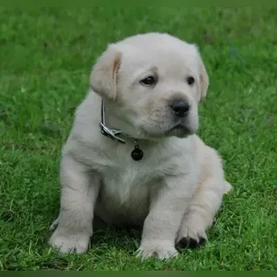 Pure Labrador Puppy Bangalore