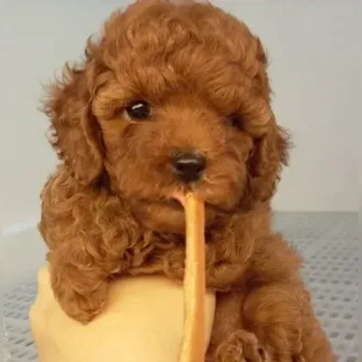 Purebred Standard Poodle Puppy in North Delhi