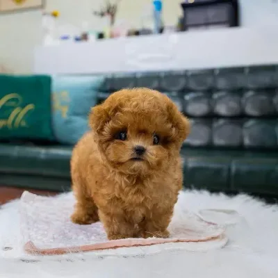 Adorable Poodle Puppy for Sale - Rohini