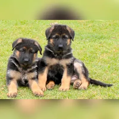 German Shepherd Male Puppy KCI