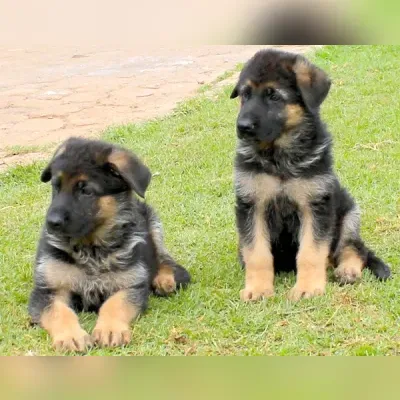 German Shepherd Female Working Line