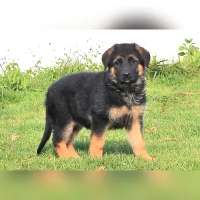 German Shepherd Puppy Bangalore