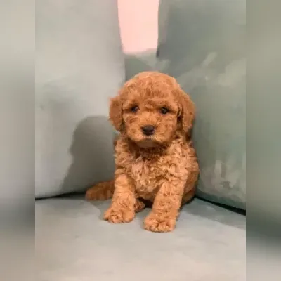 Premium Poodle for Sale in Greater Noida