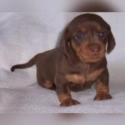 Dachshund Puppy Male Delhi