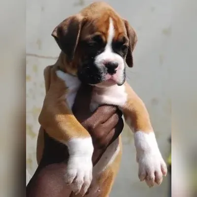 Boxer Puppy Male Delhi