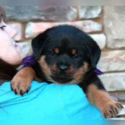 Rottweiler Puppy Male KCI Delhi