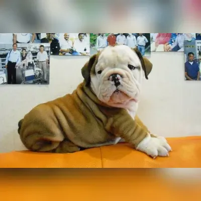 English Bulldog Puppy Delhi