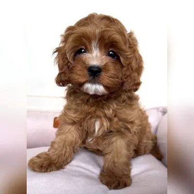 Maltipoo Puppy for Sale in Car Nicobar