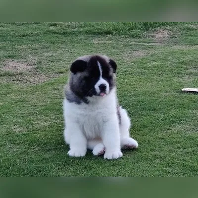 Akita Puppy for Sale in Car Nicobar