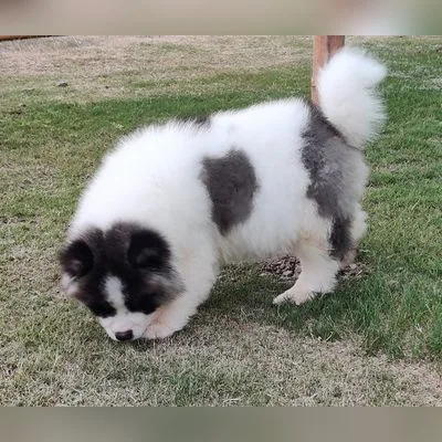 Powerful Akita Inu Puppy for Sale - Dehradun