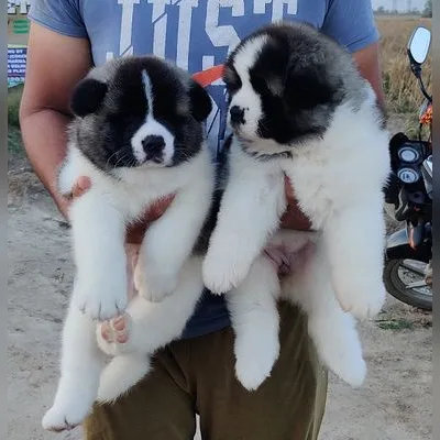Powerful Akita Puppy for Sale - Greater Noida