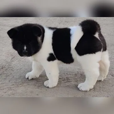 Premium American Akita for Sale in Port Blair