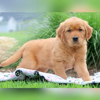 Gold Golden Retriever Puppy in Central Delhi