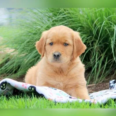 Premium Golden Retriever for Sale in Dwarka