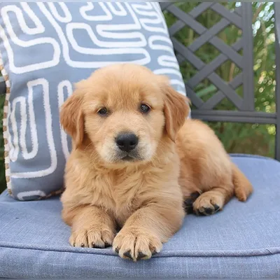 Adorable Golden Retriever Puppy in Greater Noida