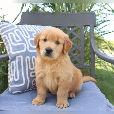 English Golden Retriever Female Puppy - Janakpuri