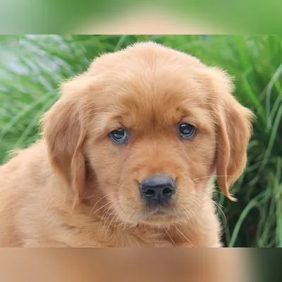 Purebred American Golden Retriever Puppy in North Delhi
