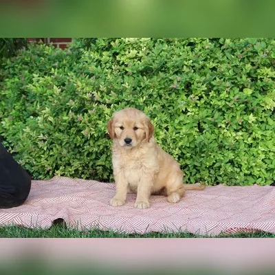 Cute Golden Retriever Puppy for Sale - Rohini