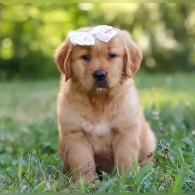 Golden Retriever Puppy with KCI Papers in Saket