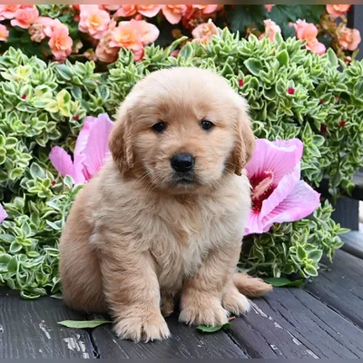 Top Quality Golden Retriever Puppy in South Delhi