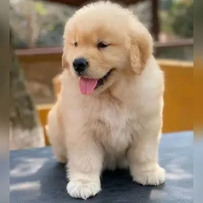 Vaccinated English Golden Retriever Puppy in West Delhi