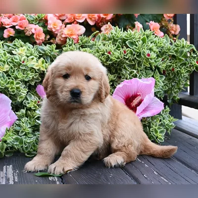 American Golden Retriever Female Puppy - Malda
