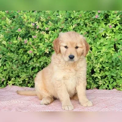 Purebred Golden Retriever Puppy in Raiganj