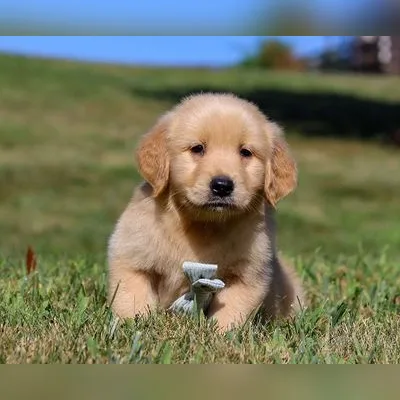 Cute Golden Retriever Puppy for Sale - Shantiniketan