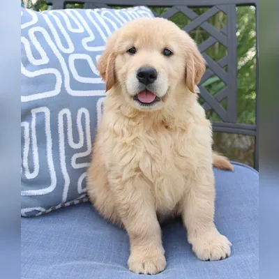 Golden Retriever Puppy with KCI Papers in Siliguri