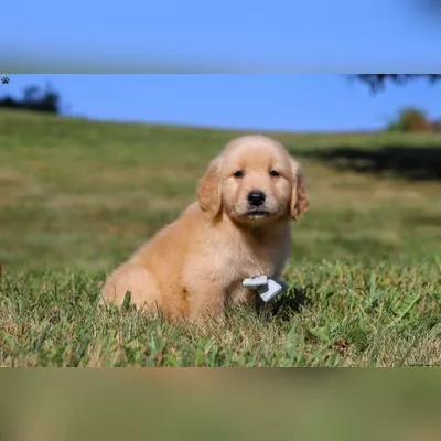 Adorable American Golden Retriever Puppy in Dehradun
