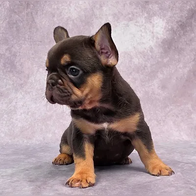 Cute French Bulldog Puppy for Sale - Greater Noida