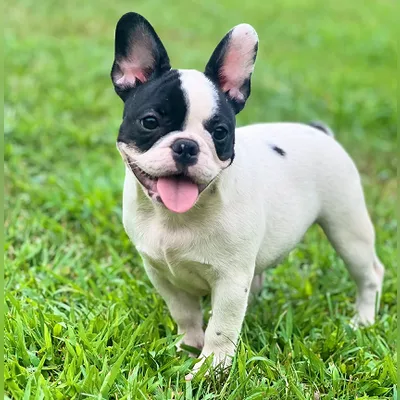 Cute French Bulldog Puppy for Sale - Dehradun