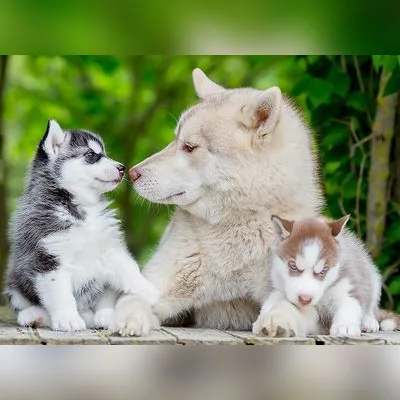 Blue-Eyed Siberian Husky Puppy for Sale - Dehradun