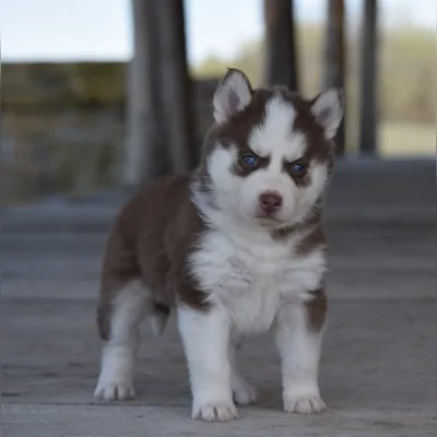 Blue-Eyed Siberian Husky Puppy for Sale - Greater Noida