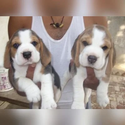 Adorable Beagle Puppy Available in India