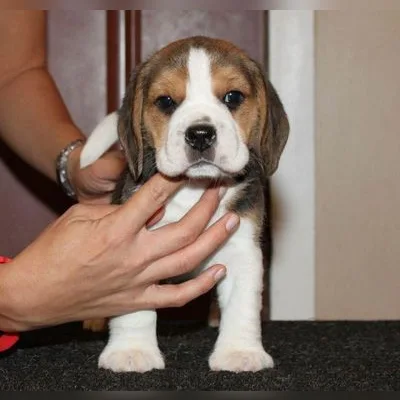 KCI Beagle Pup Ready to Go Home in Car Nicobar