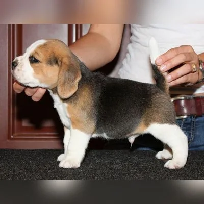 Tri-Color Beagle Puppy for Sale in Diglipur