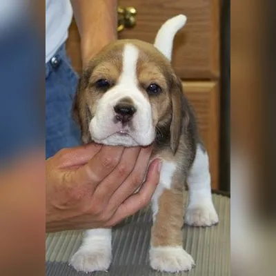 Champion Bloodline Beagle in Mayabunder