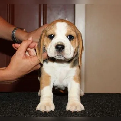 Healthy Beagle Pup with Papers — Port Blair