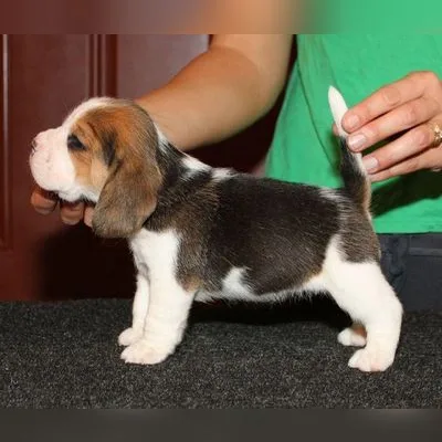 Show-Quality Beagle Puppy in Rangat