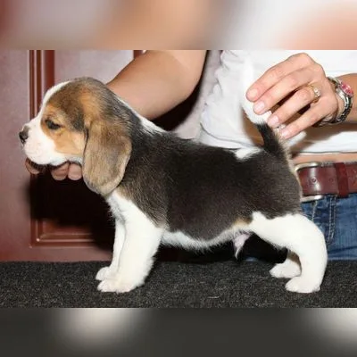Friendly Family Beagle Puppy in Anantapur