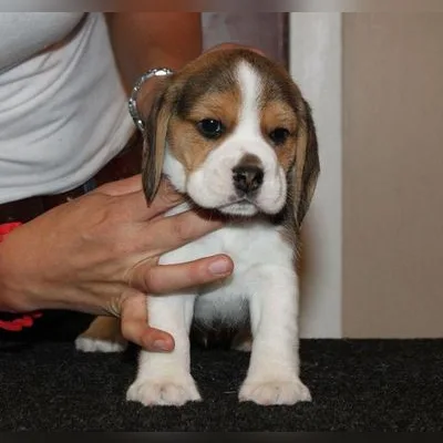 Lemon Beagle Puppy for Sale in Chittoor