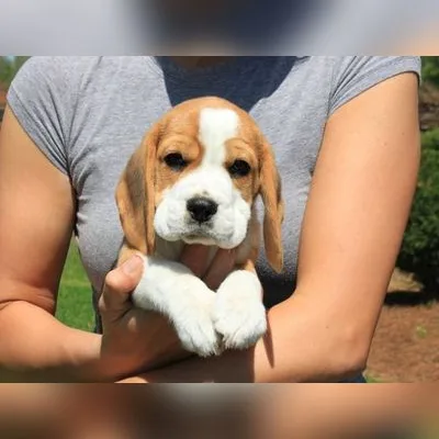 13-inch Beagle Puppy in Greater Noida