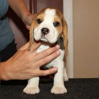 Beagle Puppy with Health Guarantee in Durgapur